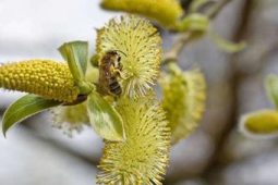 春天的第一个喷嚏响起