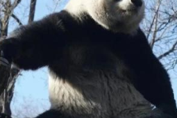 北京动物园澄清大熊猫萌兰不会参加日本大阪世博会