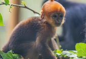 广州长隆新生黑叶猴幼崽初一满月首次亮相