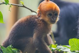 广州长隆新生黑叶猴幼崽初一满月首次亮相