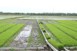 中国薯都春耕三重奏谱写现代农业新篇章