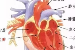 二尖瓣疾病高发这些症状提示心脏阀门异常
