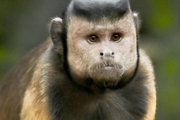 合肥国字脸猴子走红引热议