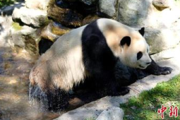 大熊猫福宝复展后采食活动状态良好