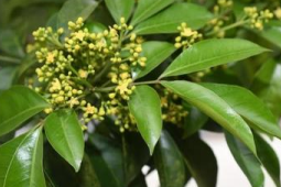 广西发现多个植物新种为中国生物多样性增添新资源