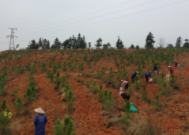 中药产业高质量发展需重视药农科学指导