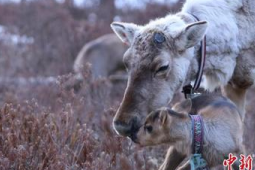 中国最后一支使鹿部落迎来产仔季预计新生驯鹿余头