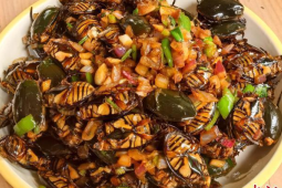 台山龙虱成珠三角餐桌新宠食客尽享美味口福