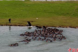 四川蓬安嘉陵江放牛季活动启幕再现壮美生态奇观