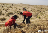 挺进沙海鏖战不停歇万亩沙漠变良田