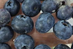 蓝莓有霉菌吃前注意查看它的肚脐眼