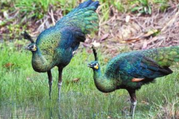 云南南捧河保护区绿孔雀数量稳步增长总数已逾只