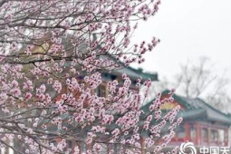 天津官宣入春时间较常年提前天