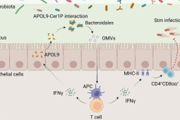 中国科研人员发现细菌外交官茫茫菌海揭示肠道免疫新机制