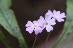 四川青神发现植物新种被命名为眉山报春