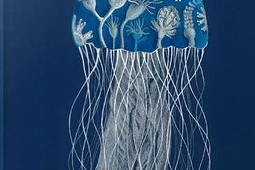 海边遇水母勿触碰有毒医生提醒蜇伤用海水冲洗