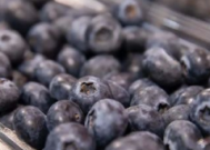 蓝莓易滋生霉菌吃前记得掏耳朵