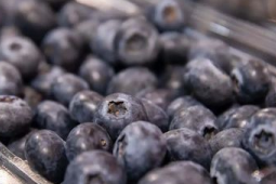 蓝莓易滋生霉菌吃前记得掏耳朵