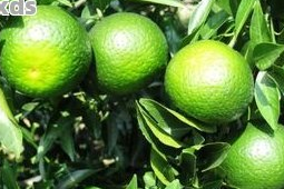 小小青团竟能把人送进医院这些人群食用需注意