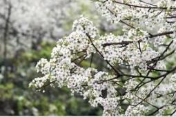 时节梨花风起文化中国行