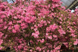 浙江嘉善杜鹃花开迎新春姹紫嫣红绘就全国开门红