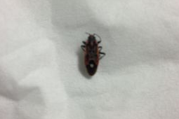 家里发现一只虫可能藏着一万只速看除虫攻略