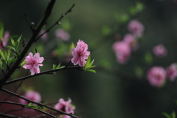 春日花草皆良药