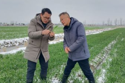 山东农技专家田间把脉问诊助力雪后农业生产