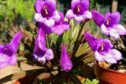 广东发现植物新种南岭报春苣苔