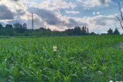 广东全力保障春耕播种面积万亩夯实粮食安全基础