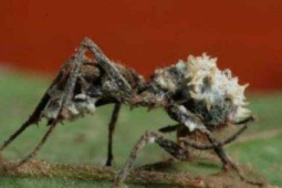 科学家首次发现远古僵尸蚂蚁幼虫化石