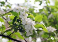 花粉来袭你的春天还好吗