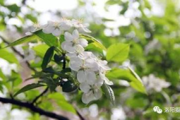 花粉来袭你的春天还好吗