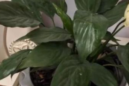 植物夜晚也会进入睡眠状态吗