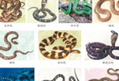 应对常见动物伤害如蛇咬虫蜇的实用指南