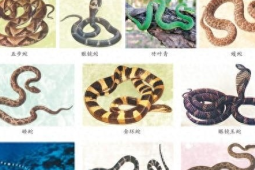 应对常见动物伤害如蛇咬虫蜇的实用指南