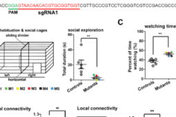 中国科学家揭示基因突变导致孤独症面孔加工异常的分子机制