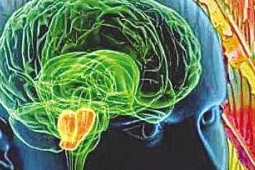 港理大研究揭示持续肥胖或加速大脑退化