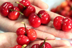 连体樱桃是打激素造成的吗