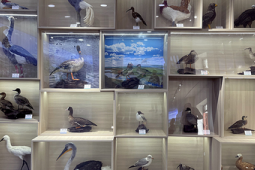 北京构建野生动植物智慧监测体系助力旗舰物种保护