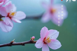 甘肃甘州春天的故事仍在延续