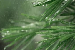 春雨贵似油为何多下反添愁