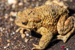 春季慎食野味蟾蜍毒蘑菇野河豚成隐形杀手