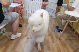 异宠带来传染病风险大吗专家解读