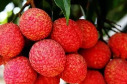 贵妃荔枝岭南来