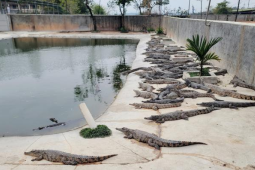 广西贵港小龙虾冬养春收模式带来可观经济效益