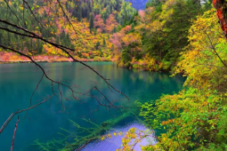 九寨沟箭竹海首次发现羚牛新生幼仔