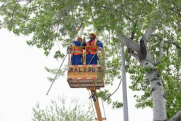 飞絮肆虐扰民存隐患多方联动治理保安全