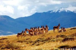 青海藏野驴数量突破匹创历史新高