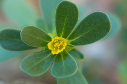 维生素C是西梅倍的高钙高蛋白质长寿菜现在吃正好